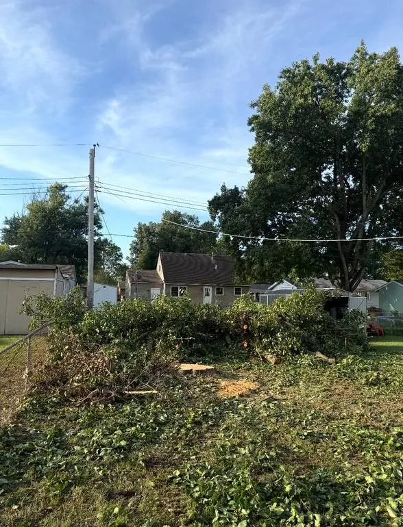 Pile of cut brush and a fresh stump in a backyard, mid-job before chipping and cleanup