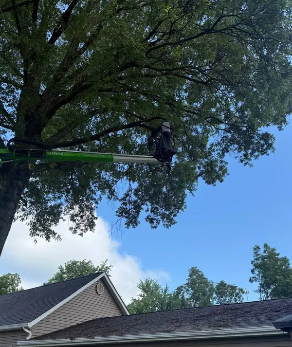 Arborist in a lift bucket pruning a large tree canopy above a home roof