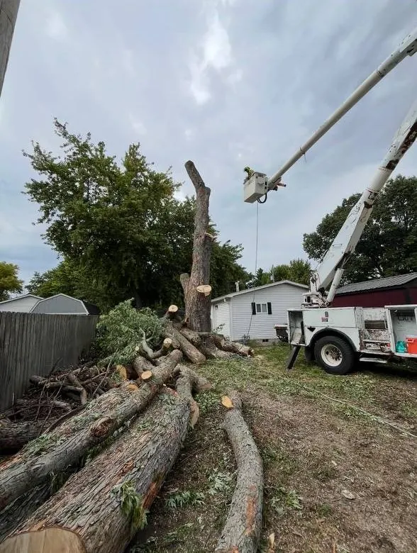 Arborist in a bucket truck taking down a large tree in sections, with cut trunk pieces laid out on the lawn