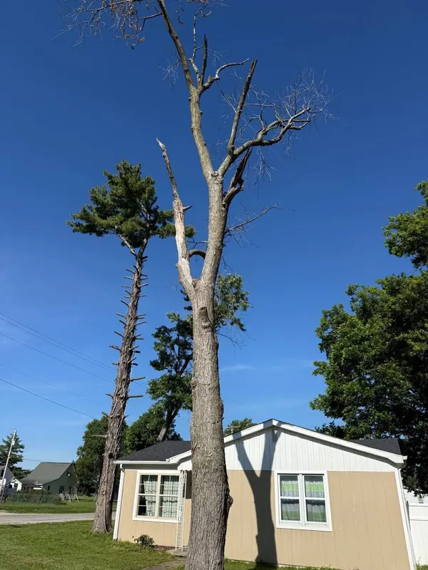 Dead hardwood tree with broken, leafless limbs standing next to a house, ready for removal