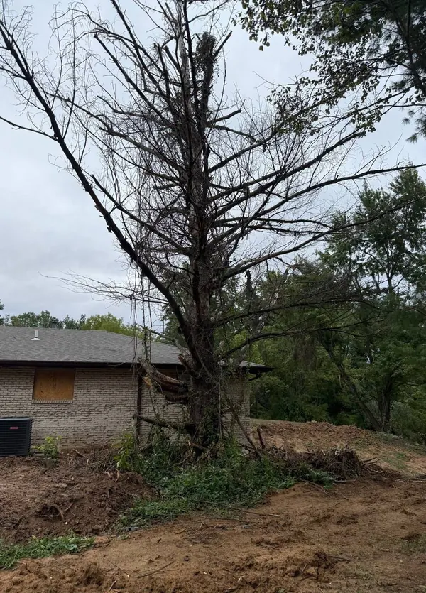 Dead, split tree leaning against the corner of a brick house, a hazard tree ready for careful removal