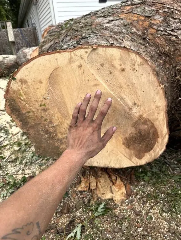 Hand placed on the cut face of a huge trunk section to show its size after a large tree removal