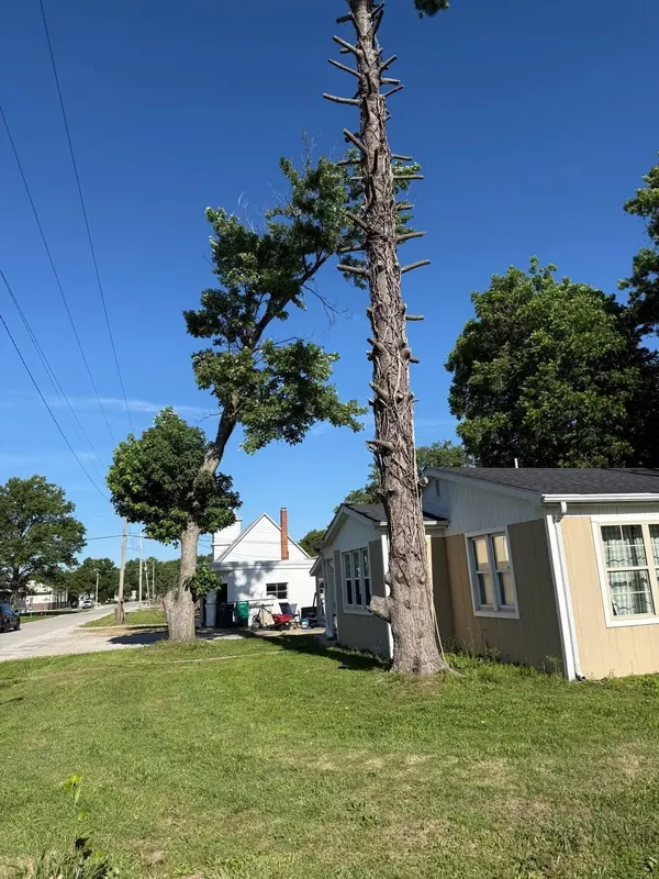 Tall pine limbed up to a bare trunk beside a house, partway through a sectional takedown
