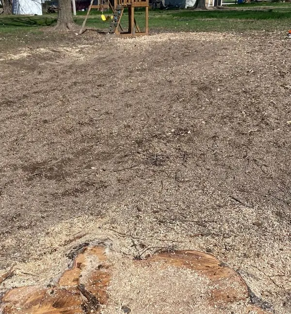 Large stump ground down to a flat face and covered in fresh grindings, with the cleared yard beyond
