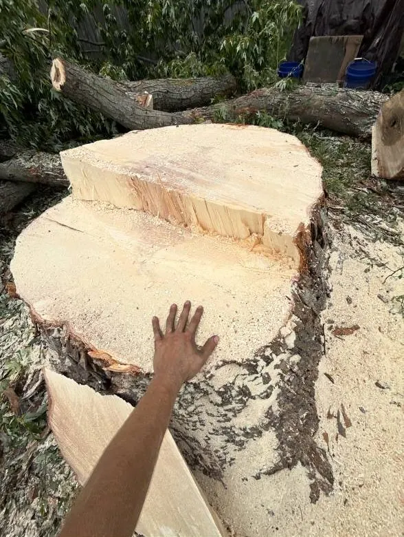 Very large freshly cut stump with a hand on it for scale, surrounded by felled limbs